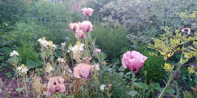 Papaver orientale 'Patty's Plum' Мак восто́чный